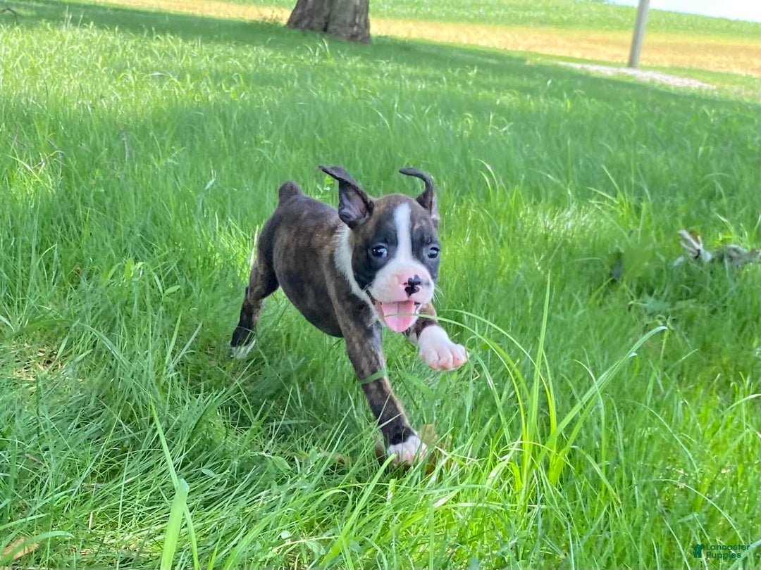 Boxer dogs for sale: River - Image 9