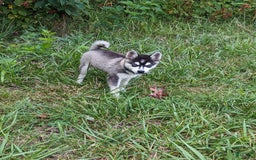 Alaskan Klee Kai dogs for sale: Zodiac/no Collar - Image 1