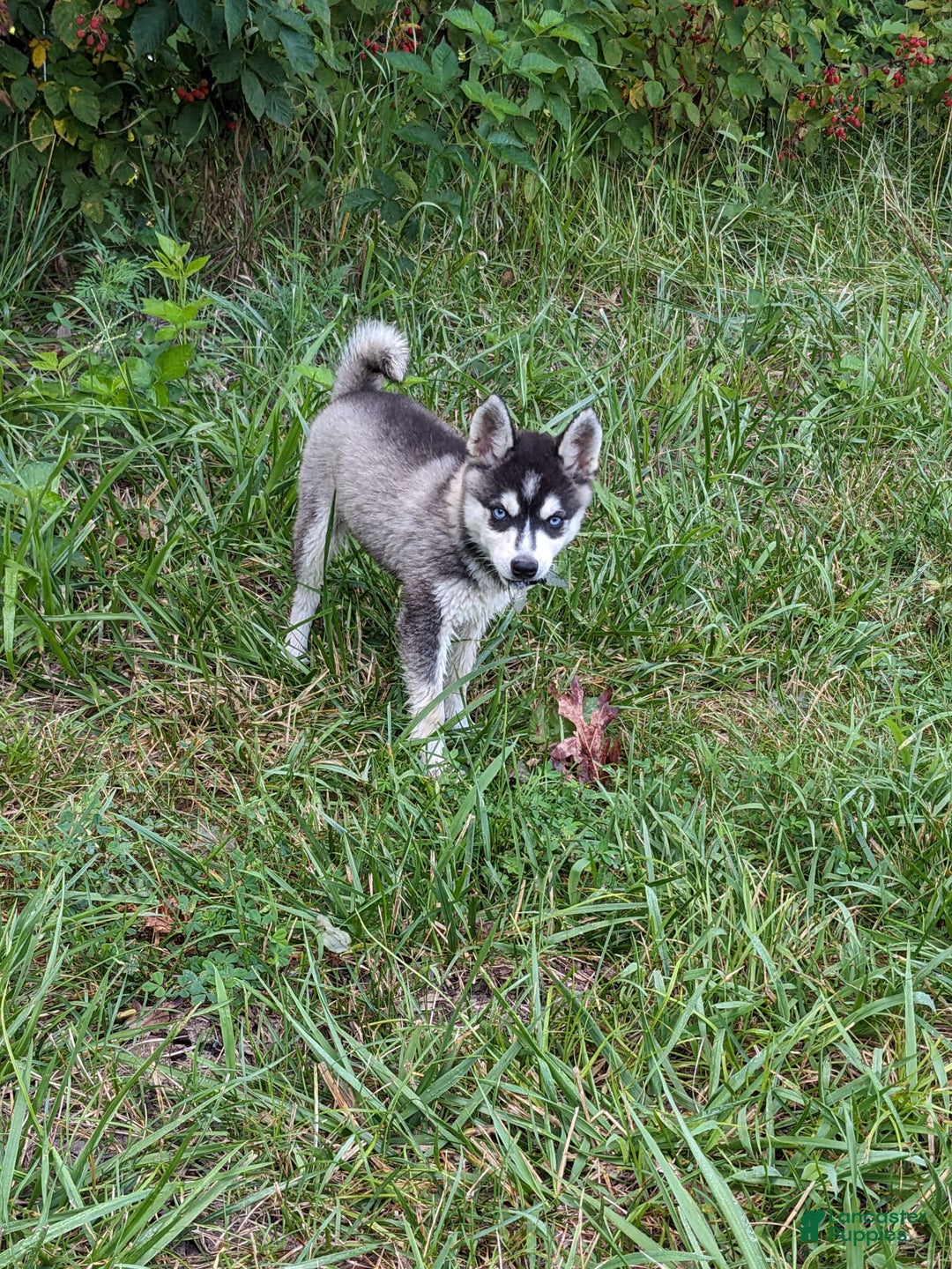 Alaskan Klee Kai dogs for sale: Zodiac/no Collar - Image 1