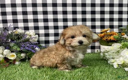 Morkie dogs for sale: Chase - Image 8