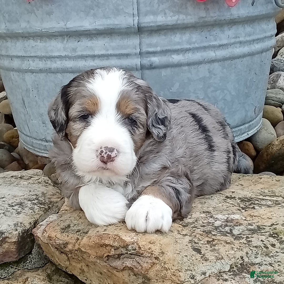 Mini Bernedoodle dogs for sale: Mia - Image 1