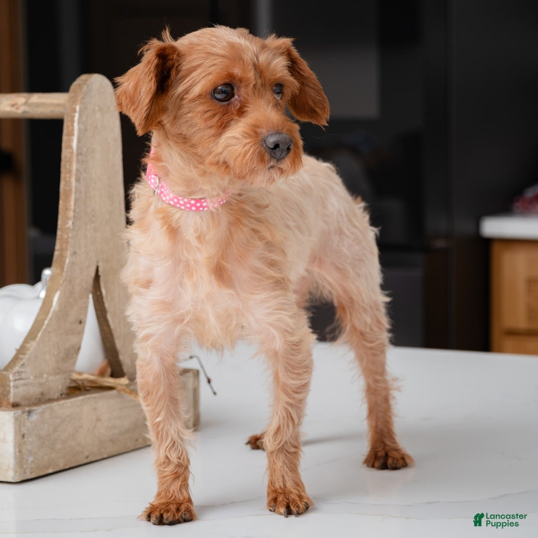 Yorkiepoo dogs for stud: Rose - Image 4