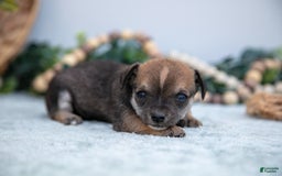 Chihuahua dogs for sale: Nikki - Image 3