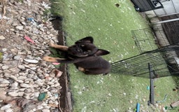 French Bulldog dogs for sale: Katty - Image 4
