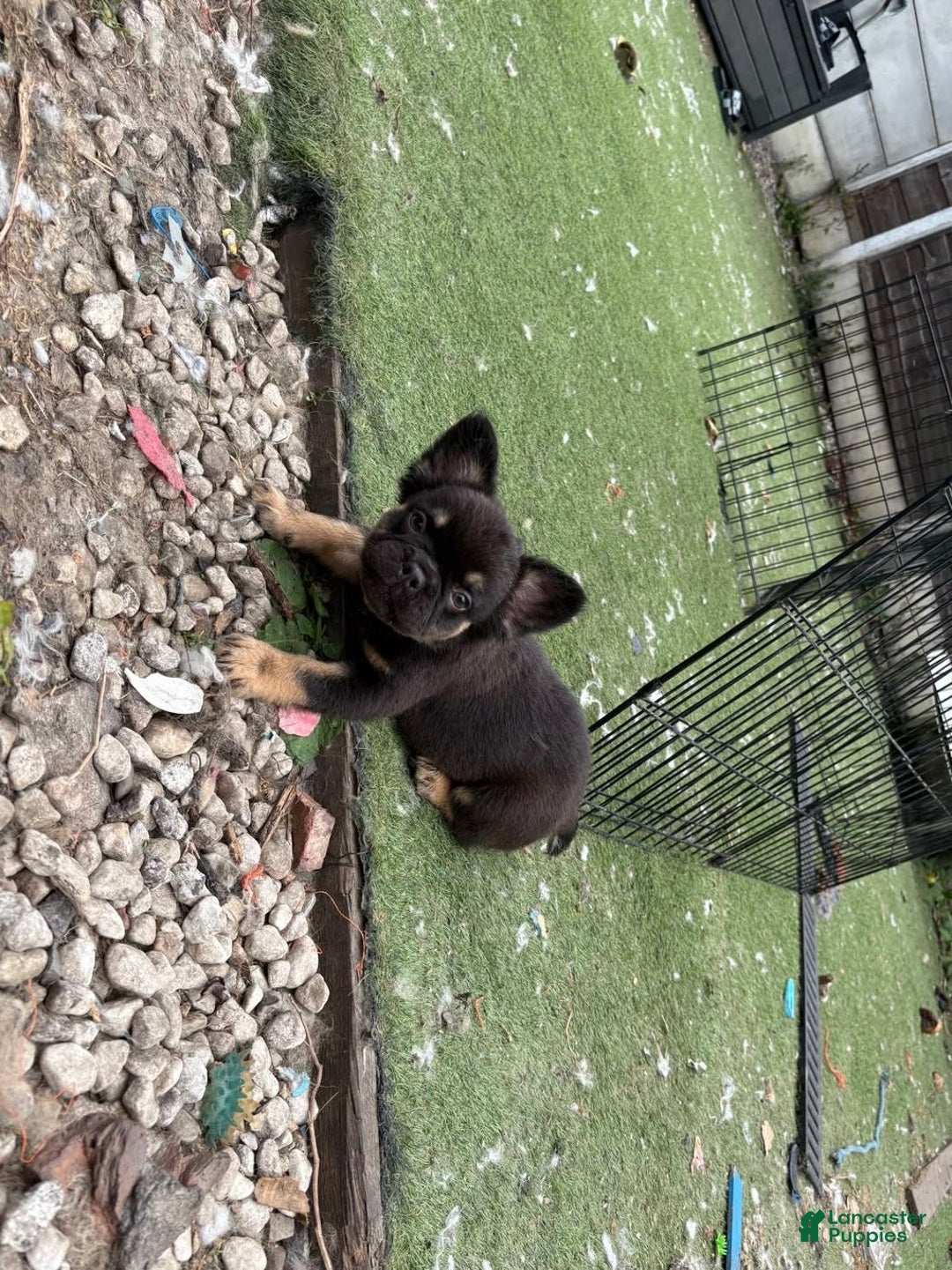 French Bulldog dogs for sale: Katty - Image 4
