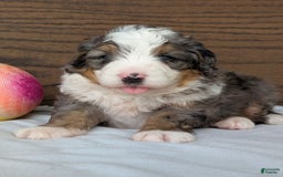 Mini Bernedoodle dogs for sale: Koda - Image 16