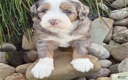 Mini Bernedoodle dogs for sale: Mia - Image 8