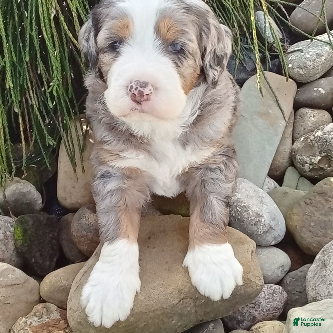 Mini Bernedoodle dogs for sale: Mia - Image 8