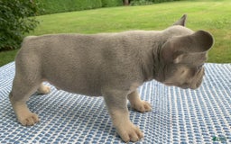 French Bulldog dogs for sale: Pablo - Image 4
