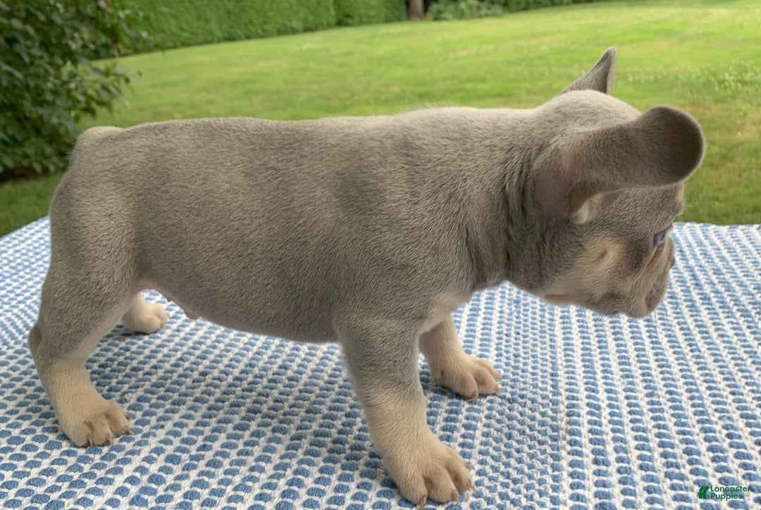 French Bulldog dogs for sale: Pablo - Image 4