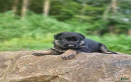 German Shepherd dogs for sale: Kai - Image 5