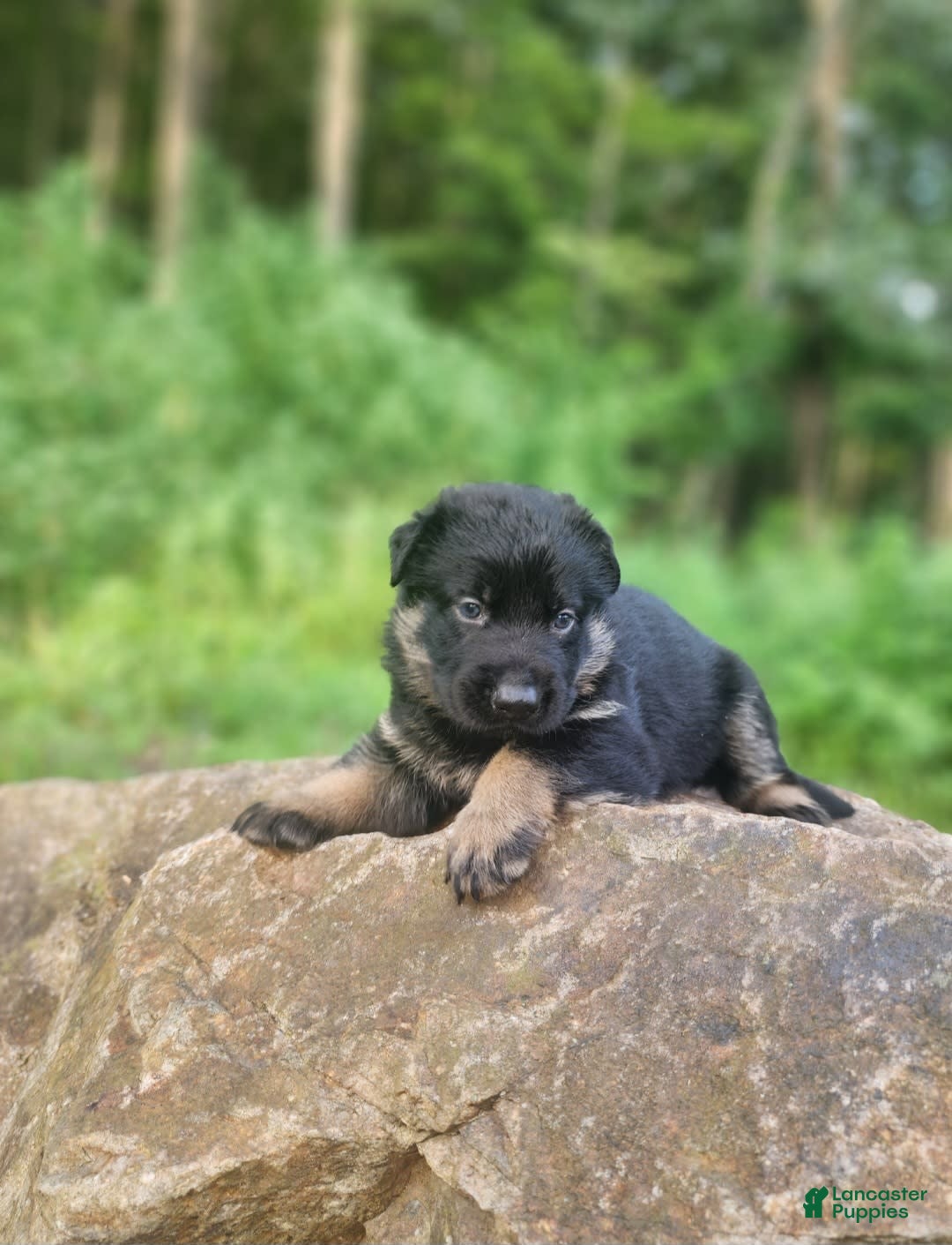 German Shepherd dogs for sale: Kai - Image 5