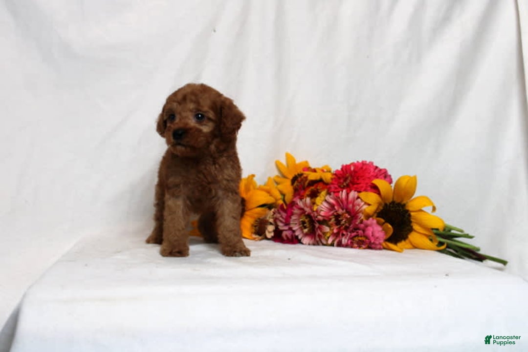Mini Goldendoodle dogs for sale: Bianka - Image 3