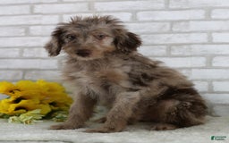 Mini Aussiedoodle dogs for sale: Charlie - Image 3