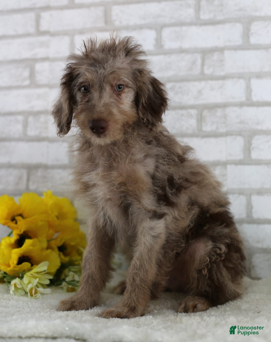 Mini Aussiedoodle dogs for sale: Charlie - Image 3