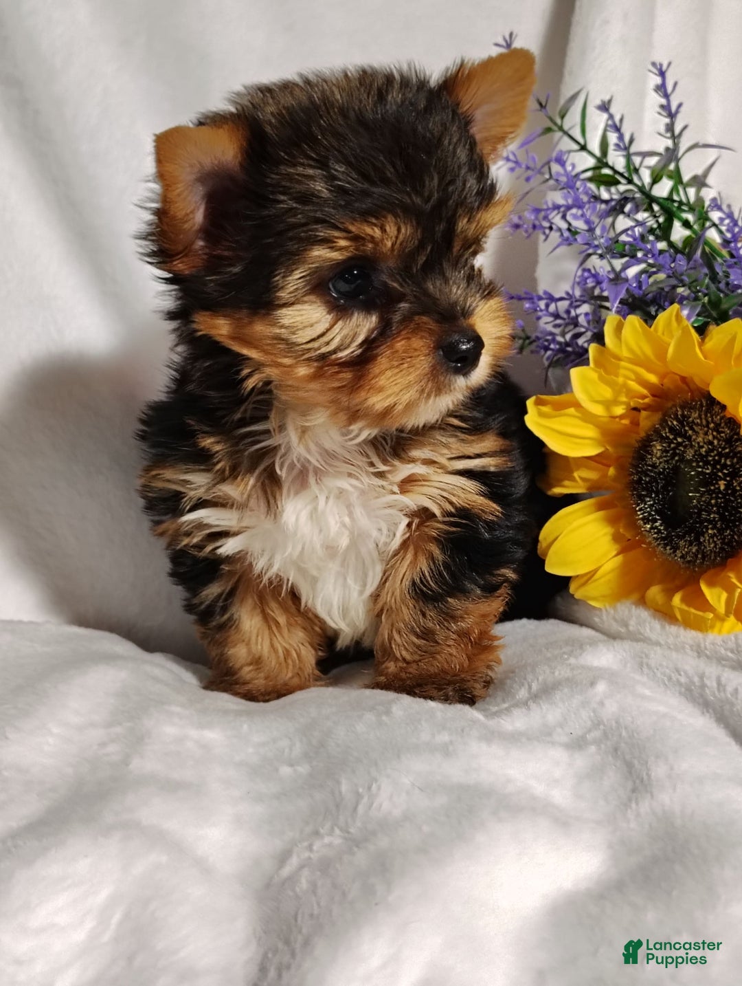 Yorkshire Terrier dogs for sale: Sheldon - Image 8