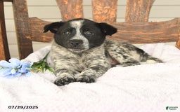 Australian Cattle Dog dogs for sale: Max - Image 3