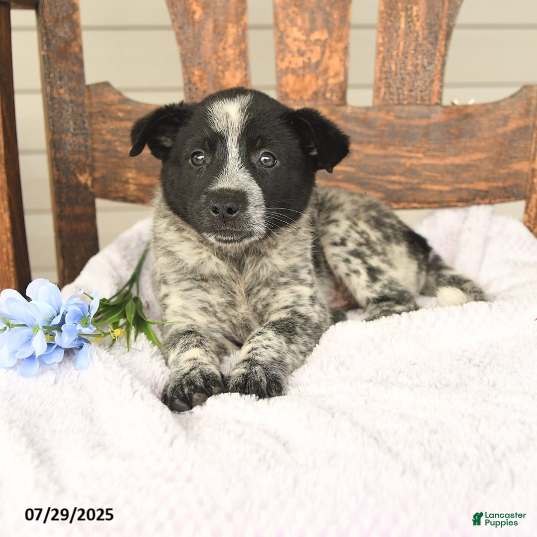 Australian Cattle Dog dogs for sale: Max - Image 3