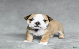 English Bulldog dogs for sale: Martha - Image 10