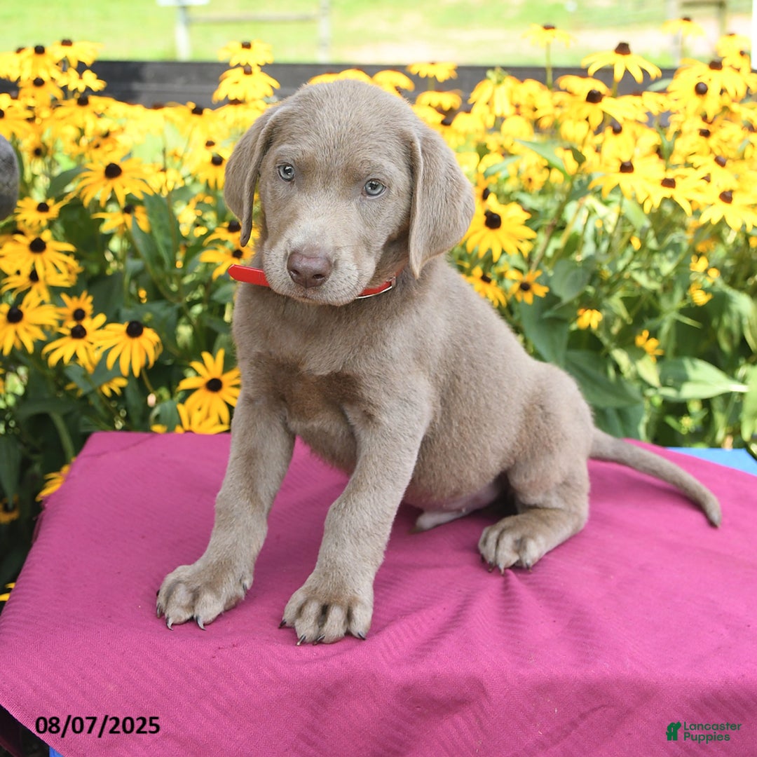 Labrador Retriever dogs for sale: Cadbury - Image 2