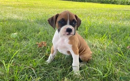 Boxer dogs for sale: Sage - Image 4