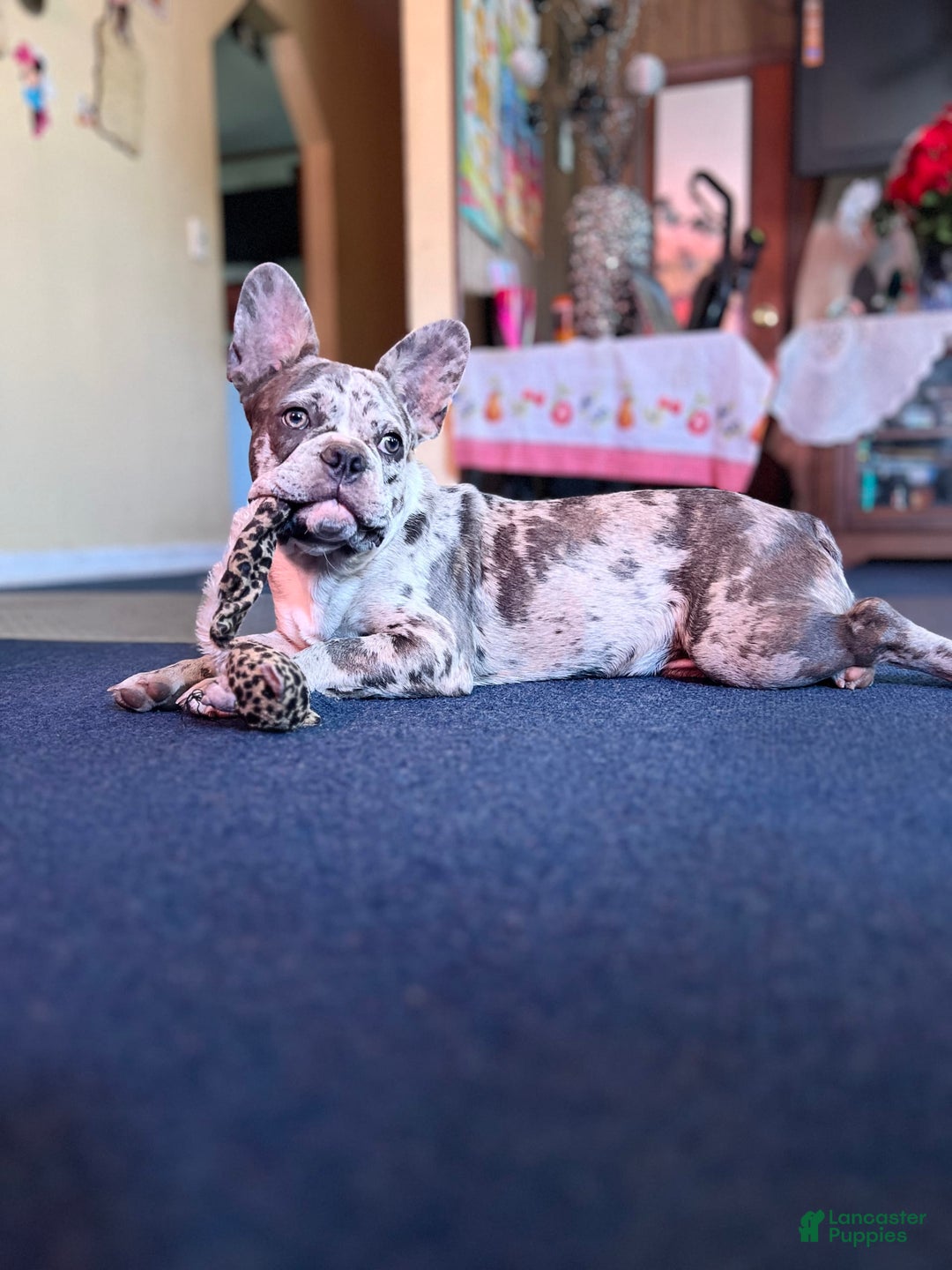 Frenchton dogs for sale: Ocean - Image 5