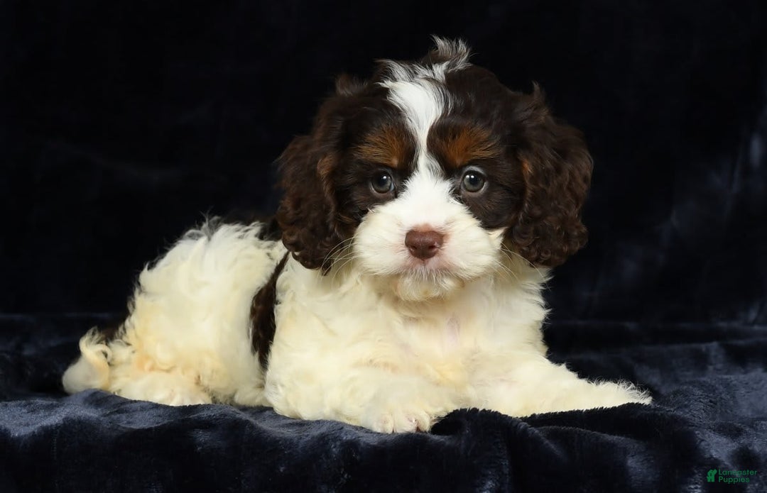 Cavapoo dogs for sale: Julia - Image 1