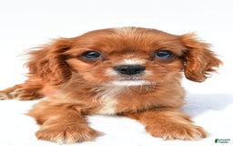 Cavalier King Charles Spaniel dogs for sale: Turbo - Image 1