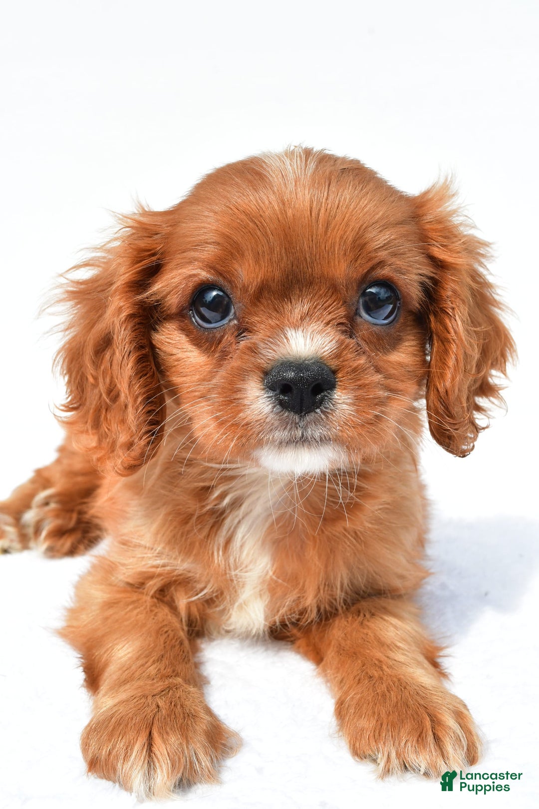 Cavalier King Charles Spaniel dogs for sale: Turbo - Image 1