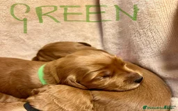 Labrador Retriever dogs for sale: Labrador Retriever Puppy 1 - Image 1