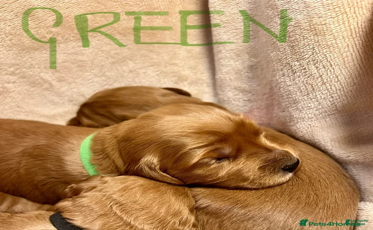 Labrador Retriever dogs for sale - Ad 2