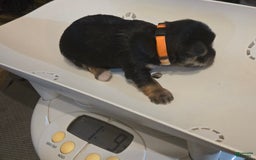 Yorkshire Terrier dogs for sale: Mrs Orange - Image 2