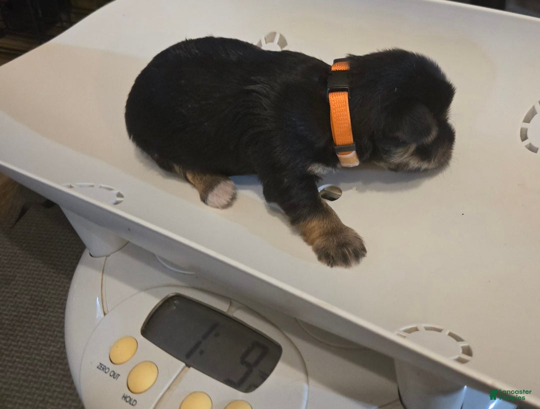 Yorkshire Terrier dogs for sale: Mrs Orange - Image 2