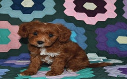 Miniature Poodle dogs for sale: Freddie - Image 4