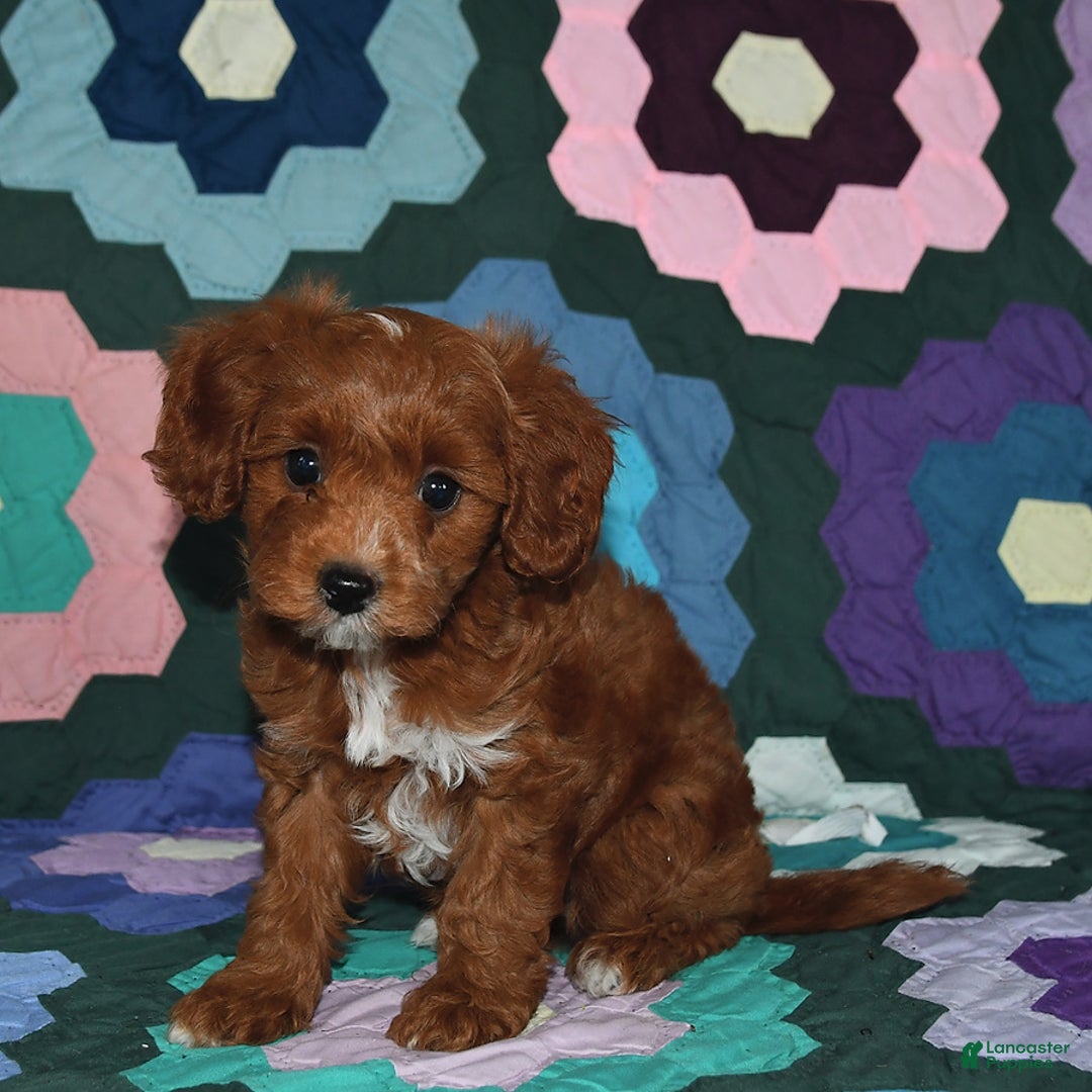 Miniature Poodle dogs for sale: Freddie - Image 4