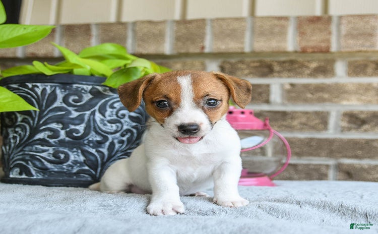 Jack Russell Terrier dogs for sale - Ad 1