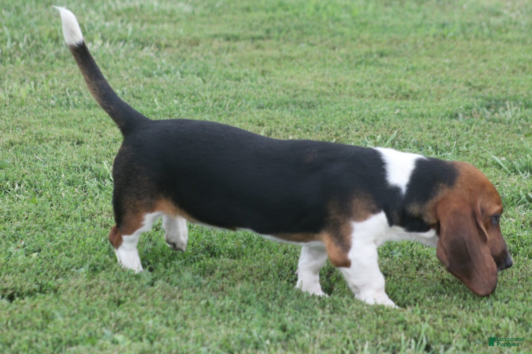 Basset Hound dogs for sale: FAY - Image 9