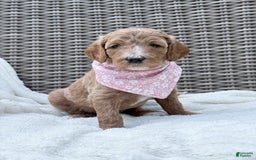Goldendoodle dogs for sale: Virginia - Image 3