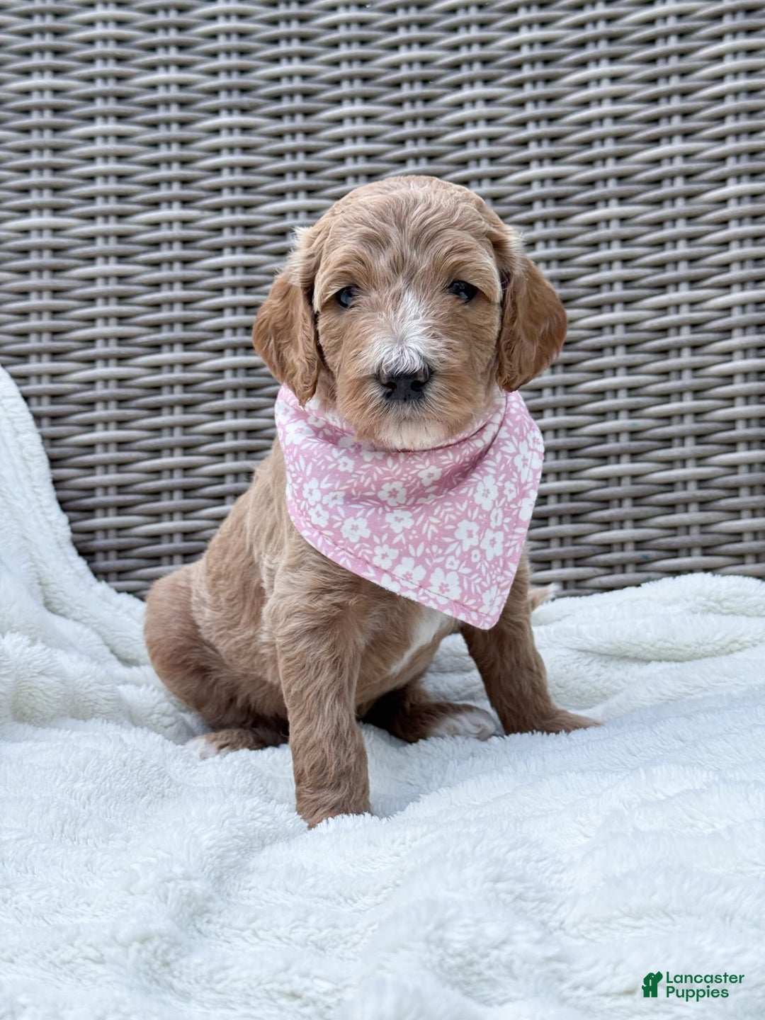 Goldendoodle dogs for sale: Virginia - Image 3