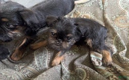 Brussels Griffon dogs for sale: Gianna - Image 4