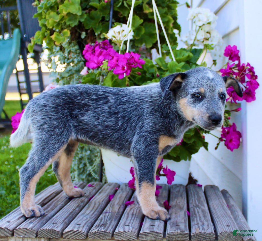 Australian Cattle Dog dogs for sale: Bella - Image 4
