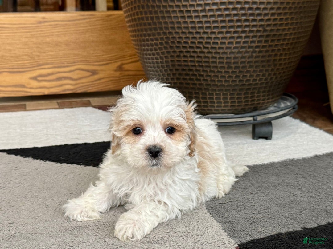 Havanese dogs for sale: George - Image 3
