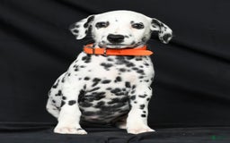 Dalmatian dogs for sale: Donna - Image 5