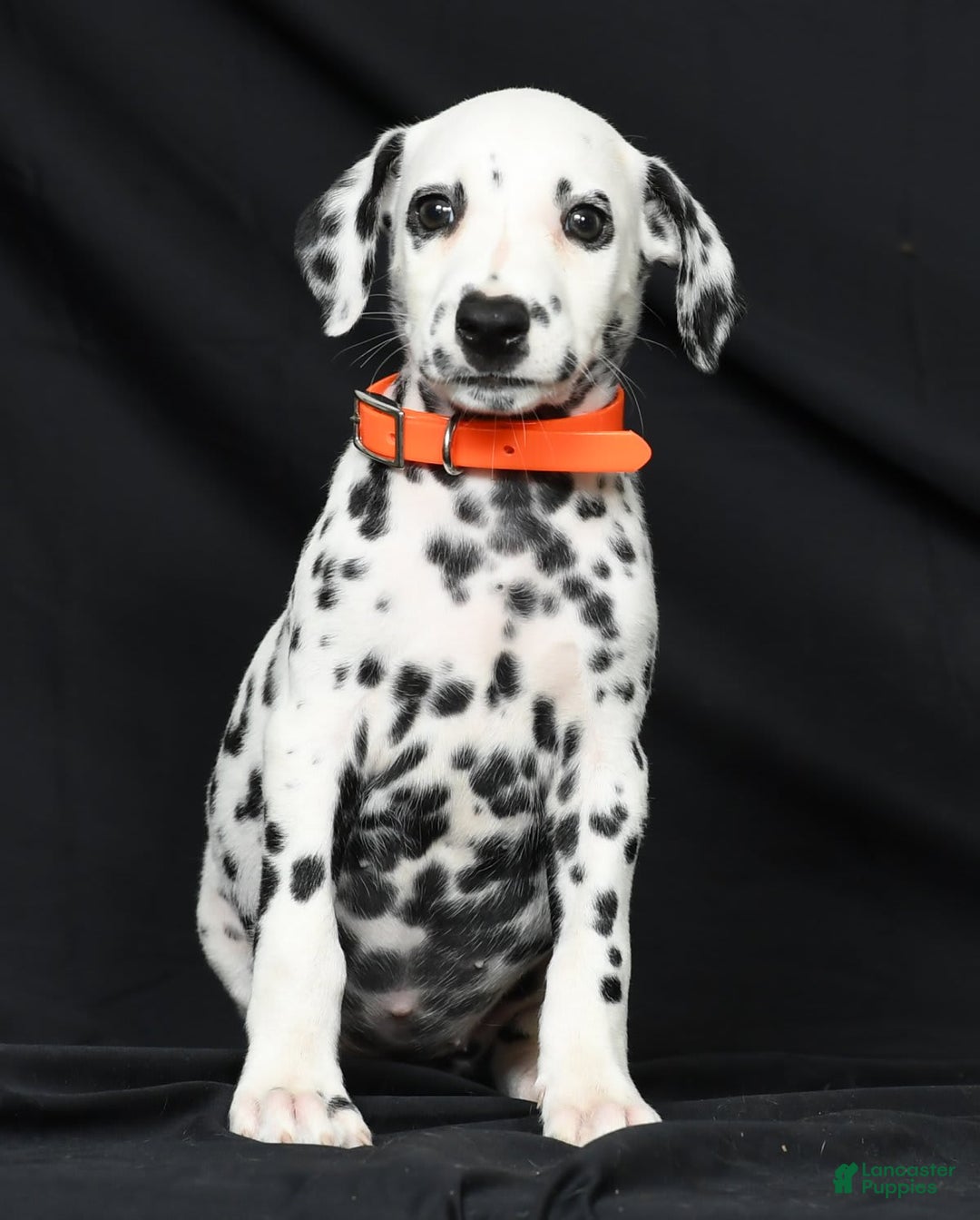 Dalmatian dogs for sale: Donna - Image 5