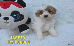 Toy Poodle dogs for sale: Taffey - Image 5