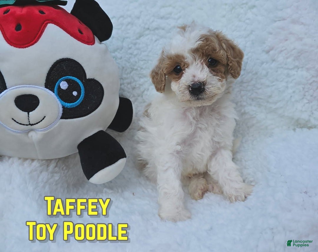 Toy Poodle dogs for sale: Taffey - Image 5