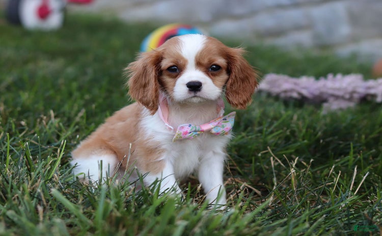 Cavalier King Charles Spaniel dogs for sale - Ad 1