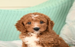 Cavapoo dogs for sale: Frito - Image 1