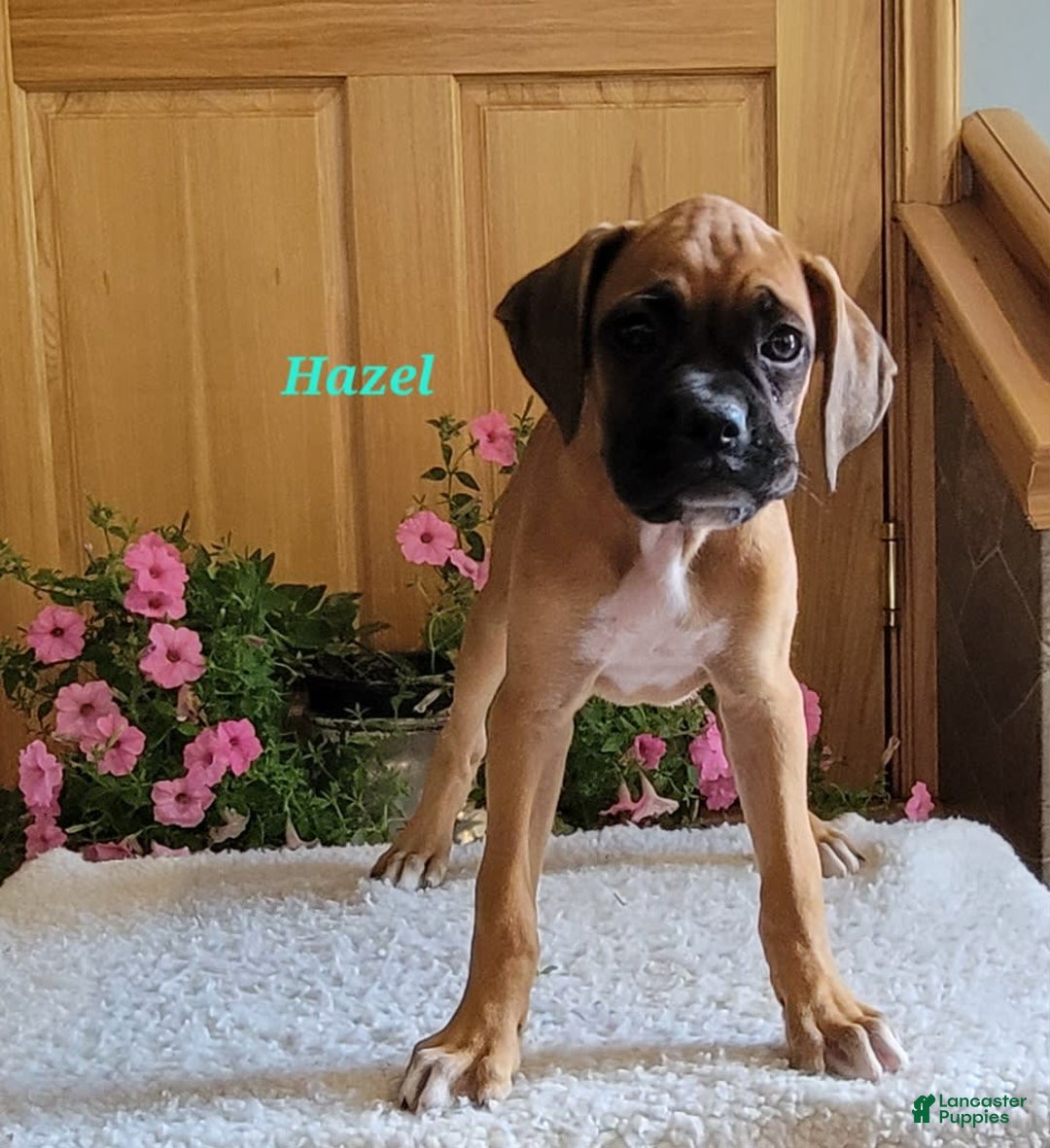 Boxer dogs for sale: Hazel - Image 2