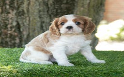 Cavalier King Charles Spaniel dogs for sale: Scout - Image 4